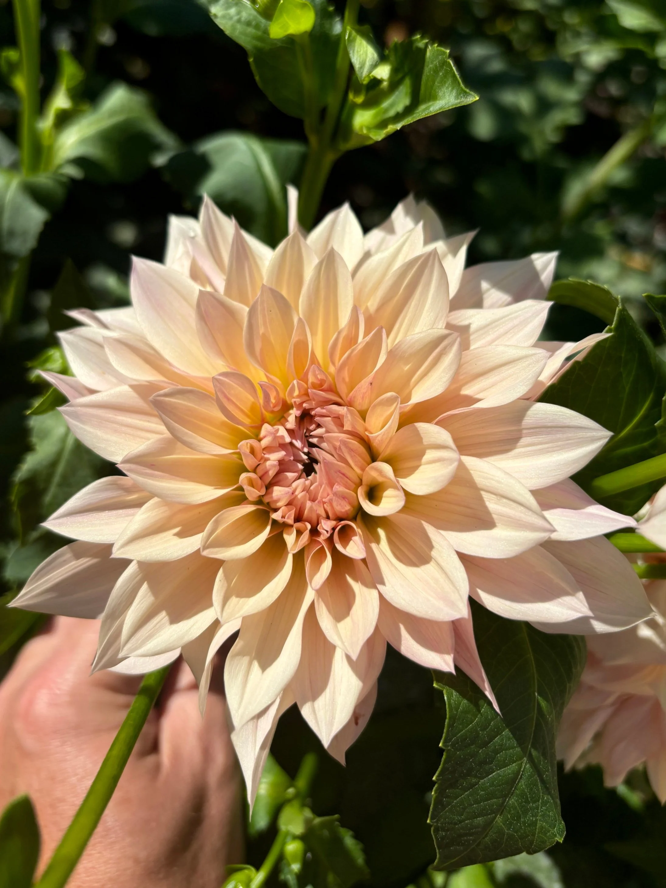 Dahlia : Cafe Au Lait Mini (AKA Jolene) — ciderpress lane
